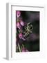 Apis Mellifera (Honey Bee) - Foraging on Bell Heather Flowers-Paul Starosta-Framed Photographic Print