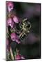 Apis Mellifera (Honey Bee) - Foraging on Bell Heather Flowers-Paul Starosta-Mounted Photographic Print