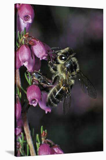 Apis Mellifera (Honey Bee) - Foraging on Bell Heather Flowers-Paul Starosta-Stretched Canvas