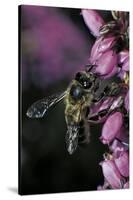 Apis Mellifera (Honey Bee) - Foraging on Bell Heather Flowers-Paul Starosta-Stretched Canvas