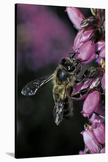 Apis Mellifera (Honey Bee) - Foraging on Bell Heather Flowers-Paul Starosta-Stretched Canvas