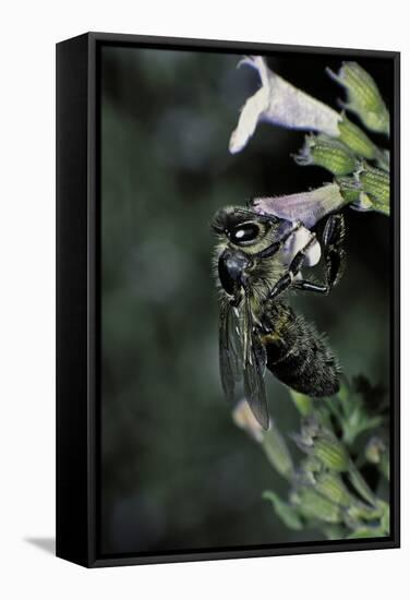 Apis Mellifera (Honey Bee) - Foraging on Calamint Flowers-Paul Starosta-Framed Stretched Canvas