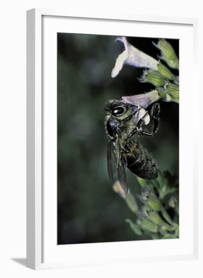 Apis Mellifera (Honey Bee) - Foraging on Calamint Flowers-Paul Starosta-Framed Photographic Print