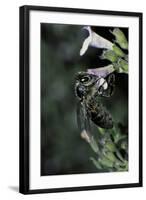 Apis Mellifera (Honey Bee) - Foraging on Calamint Flowers-Paul Starosta-Framed Photographic Print