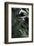 Apis Mellifera (Honey Bee) - Foraging on Calamint Flowers-Paul Starosta-Framed Photographic Print