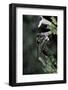 Apis Mellifera (Honey Bee) - Foraging on Calamint Flowers-Paul Starosta-Framed Photographic Print