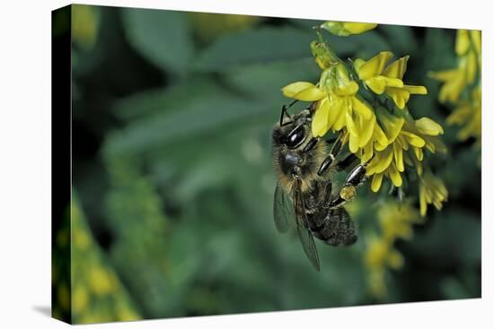 Apis Mellifera (Honey Bee) - Foraging on Ribbed Melilot Flowers-Paul Starosta-Stretched Canvas