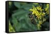 Apis Mellifera (Honey Bee) - Foraging on Ribbed Melilot Flowers-Paul Starosta-Framed Stretched Canvas