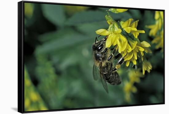 Apis Mellifera (Honey Bee) - Foraging on Ribbed Melilot Flowers-Paul Starosta-Framed Stretched Canvas