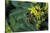 Apis Mellifera (Honey Bee) - Foraging on Ribbed Melilot Flowers-Paul Starosta-Stretched Canvas