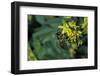 Apis Mellifera (Honey Bee) - Foraging on Ribbed Melilot Flowers-Paul Starosta-Framed Photographic Print