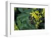 Apis Mellifera (Honey Bee) - Foraging on Ribbed Melilot Flowers-Paul Starosta-Framed Photographic Print