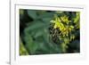 Apis Mellifera (Honey Bee) - Foraging on Ribbed Melilot Flowers-Paul Starosta-Framed Photographic Print
