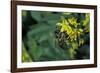 Apis Mellifera (Honey Bee) - Foraging on Ribbed Melilot Flowers-Paul Starosta-Framed Photographic Print