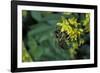 Apis Mellifera (Honey Bee) - Foraging on Ribbed Melilot Flowers-Paul Starosta-Framed Photographic Print