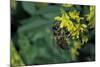 Apis Mellifera (Honey Bee) - Foraging on Ribbed Melilot Flowers-Paul Starosta-Mounted Photographic Print