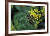 Apis Mellifera (Honey Bee) - Foraging on Ribbed Melilot Flowers-Paul Starosta-Framed Photographic Print