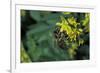 Apis Mellifera (Honey Bee) - Foraging on Ribbed Melilot Flowers-Paul Starosta-Framed Photographic Print