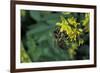 Apis Mellifera (Honey Bee) - Foraging on Ribbed Melilot Flowers-Paul Starosta-Framed Photographic Print