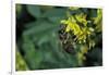 Apis Mellifera (Honey Bee) - Foraging on Ribbed Melilot Flowers-Paul Starosta-Framed Photographic Print