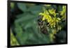 Apis Mellifera (Honey Bee) - Foraging on Ribbed Melilot Flowers-Paul Starosta-Framed Photographic Print