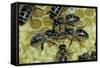 Apis Mellifera (Honey Bee) - Trophallaxis (Mouth-To-Mouth)-Paul Starosta-Framed Stretched Canvas