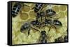 Apis Mellifera (Honey Bee) - Trophallaxis (Mouth-To-Mouth)-Paul Starosta-Framed Stretched Canvas