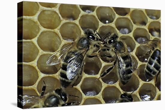 Apis Mellifera (Honey Bee) - Trophallaxis (Mouth-To-Mouth)-Paul Starosta-Stretched Canvas