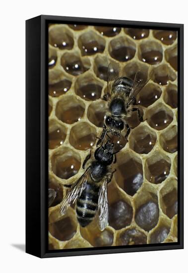 Apis Mellifera (Honey Bee) - Trophallaxis (Mouth-To-Mouth)-Paul Starosta-Framed Stretched Canvas