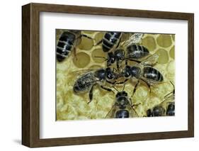 Apis Mellifera (Honey Bee) - Trophallaxis (Mouth-To-Mouth)-Paul Starosta-Framed Photographic Print