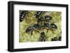 Apis Mellifera (Honey Bee) - Trophallaxis (Mouth-To-Mouth)-Paul Starosta-Framed Photographic Print