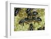 Apis Mellifera (Honey Bee) - Trophallaxis (Mouth-To-Mouth)-Paul Starosta-Framed Photographic Print