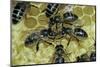 Apis Mellifera (Honey Bee) - Trophallaxis (Mouth-To-Mouth)-Paul Starosta-Mounted Photographic Print