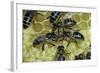 Apis Mellifera (Honey Bee) - Trophallaxis (Mouth-To-Mouth)-Paul Starosta-Framed Photographic Print