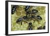 Apis Mellifera (Honey Bee) - Trophallaxis (Mouth-To-Mouth)-Paul Starosta-Framed Photographic Print