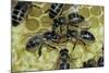 Apis Mellifera (Honey Bee) - Trophallaxis (Mouth-To-Mouth)-Paul Starosta-Mounted Photographic Print