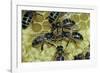 Apis Mellifera (Honey Bee) - Trophallaxis (Mouth-To-Mouth)-Paul Starosta-Framed Photographic Print