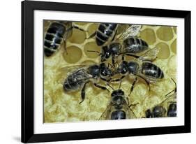 Apis Mellifera (Honey Bee) - Trophallaxis (Mouth-To-Mouth)-Paul Starosta-Framed Photographic Print