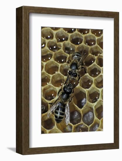 Apis Mellifera (Honey Bee) - Trophallaxis (Mouth-To-Mouth)-Paul Starosta-Framed Photographic Print