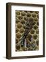 Apis Mellifera (Honey Bee) - Trophallaxis (Mouth-To-Mouth)-Paul Starosta-Framed Photographic Print