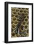 Apis Mellifera (Honey Bee) - Trophallaxis (Mouth-To-Mouth)-Paul Starosta-Framed Photographic Print