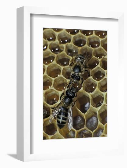 Apis Mellifera (Honey Bee) - Trophallaxis (Mouth-To-Mouth)-Paul Starosta-Framed Photographic Print