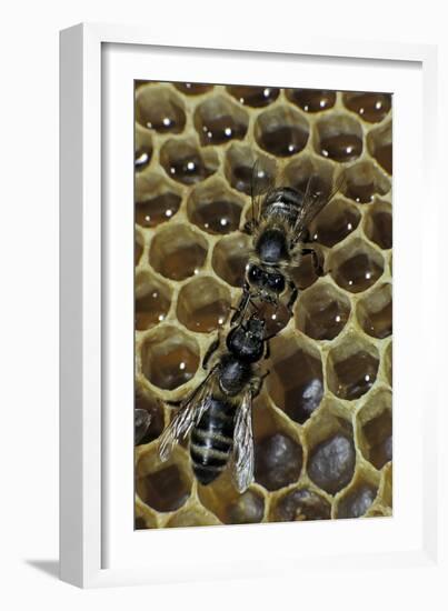 Apis Mellifera (Honey Bee) - Trophallaxis (Mouth-To-Mouth)-Paul Starosta-Framed Photographic Print