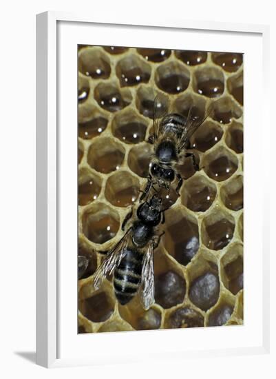 Apis Mellifera (Honey Bee) - Trophallaxis (Mouth-To-Mouth)-Paul Starosta-Framed Photographic Print