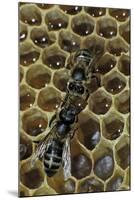 Apis Mellifera (Honey Bee) - Trophallaxis (Mouth-To-Mouth)-Paul Starosta-Mounted Photographic Print