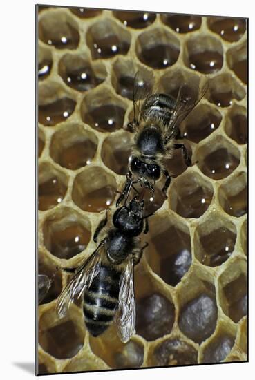 Apis Mellifera (Honey Bee) - Trophallaxis (Mouth-To-Mouth)-Paul Starosta-Mounted Photographic Print