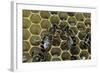 Apis Mellifera (Honey Bee) - Trophallaxis (Mouth-To-Mouth)-Paul Starosta-Framed Photographic Print