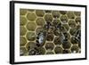 Apis Mellifera (Honey Bee) - Trophallaxis (Mouth-To-Mouth)-Paul Starosta-Framed Photographic Print