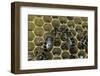 Apis Mellifera (Honey Bee) - Trophallaxis (Mouth-To-Mouth)-Paul Starosta-Framed Photographic Print