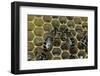 Apis Mellifera (Honey Bee) - Trophallaxis (Mouth-To-Mouth)-Paul Starosta-Framed Photographic Print